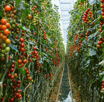 AgriTech